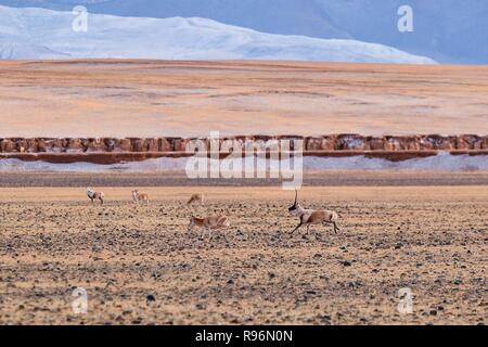 (181220) -- BEIJING, le 20 décembre 2018 (Xinhua) -- les antilopes tibétaines sont vus dans le désert de Changtang Réserve naturelle nationale, le sud-ouest de la Chine, région autonome du Tibet, le 14 décembre 2018. La Chine et l'Administration nationale des forêts des Prairies (NFGA) vient de signer un deal avec le tec Tencent géant le 19 décembre 2018, conjointement à réprimer le commerce illicite d'espèces sauvages en ligne. C'est l'exemple le plus récent de l'organisme de réglementation en matière de lutte contre la faune en ligne effréné de plus en plus de crimes commis sur les médias sociaux et plateformes e-commerce. Lors d'une conférence de presse juin, police forestière en Chine's wildlif Banque D'Images