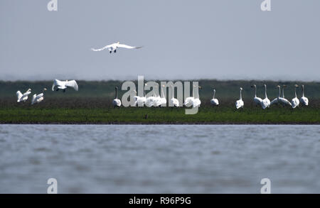 (181220) -- CHANGSHA, Décembre 20, 2018 (Xinhua) -- Les cygnes sont vus dans une zone de démonstration de l'assainissement écologique dans la région du lac Dongting, dans la province de Hunan en Chine centrale, le 26 février 2018. La collecte de sol au printemps, les tests de l'eau du lac en été, les plantes en automne et l'observation d'oiseaux migrateurs en hiver décrit près de 10 ans de cycle saisonnier de la vie quotidienne des chercheurs scientifiques sans nom dans la région du lac Dongting. Ils ont travaillé dur pour fournir des solutions à la protection de l'environnement et la diversité biologique. Les chercheurs scientifiques de l'Académie des Scie Banque D'Images