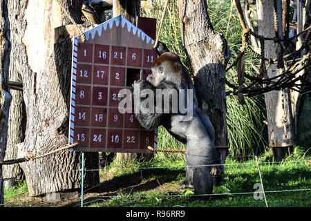 Londres, Royaume-Uni. 201Th Dec, 2018. Les Lions, gorilles et chameaux profitez d'Avent - traite de fête de Noël à cette mesu ZSL London Zoo le 20 décembre 2018, Londres, Royaume-Uni. Credit Photo : Alamy/Capital Live News Banque D'Images