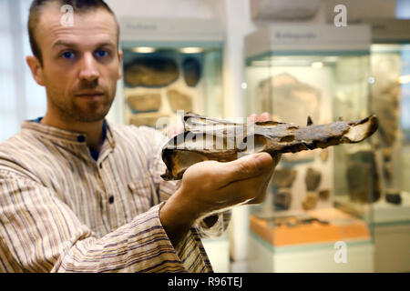 Erfurt, Allemagne. 18Th Oct, 2018. Taxidermiste Sebastian Brandt présente le crâne d'un Nothosaurus jagisteus au Musée d'Histoire Naturelle. C'est probablement le mieux conservé de ce fossile du crâne. Credit : Bodo Schackow Zentralbild-/dpa/dpa/Alamy Live News Banque D'Images