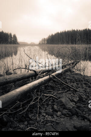 Arbres morts couchés sur une rive d'un lac à l'automne, paysage sépia Moody. Banque D'Images