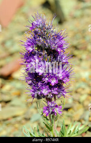 Phacelia dans la toundra alpine dans le parc national des Glaciers Banque D'Images