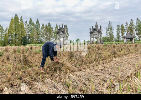 Agriculteur de la récolte du riz avec les poulies arcs Memorial en arrière-plan, Tanque, Chine Banque D'Images