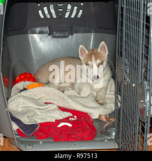 Cute Husky Sibérien chiots dans la cage,isolé sur fond blanc Banque D'Images