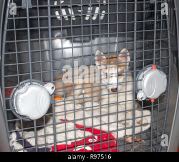 Cute Husky Sibérien chiots dans la cage,isolé sur fond blanc Banque D'Images