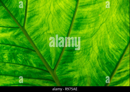 Les feuilles sont vert tropical full frame backlit close-up avec motif naturel de veines et la texture Banque D'Images