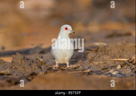 Un Diamant Geopelia cuneata, Dove, à un point d'outback australien dans l'ouest du Queensland. Banque D'Images
