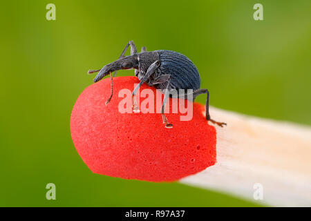 Peu de charançons (Curculionidae) sur le bout d'un match Banque D'Images