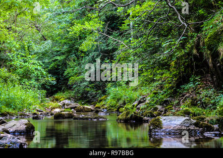 Flux d'eau dans la nature vert Banque D'Images