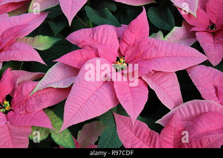 Poinsettia rose, Euphorbia pulcherrima, étoile de Noël, Flor de Nochebuena, Flor de Pascua, croissance dans la prairie florale ensoleillée. Banque D'Images