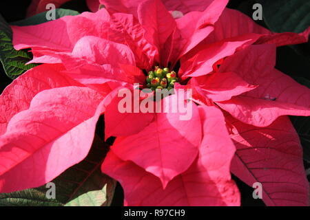 Poinsettia rose, Euphorbia pulcherrima, étoile de Noël, Flor de Nochebuena, Flor de Pascua, croissance dans la prairie florale ensoleillée. Banque D'Images