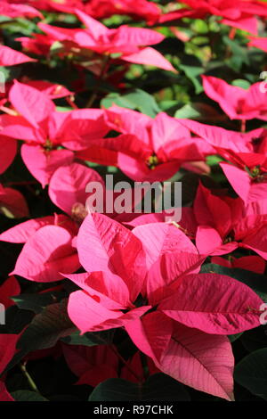 Poinsettia rose, Euphorbia pulcherrima, étoile de Noël, Flor de Nochebuena, Flor de Pascua, croissance dans la prairie florale ensoleillée. Banque D'Images