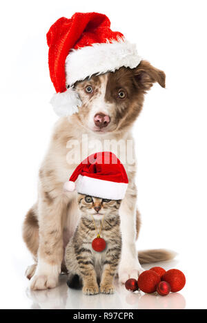 Chat et chiot avec santa hat isolé sur fond blanc Banque D'Images