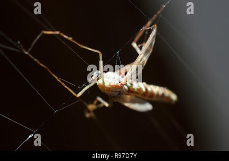 Les moustiques capturés dans spider's web Banque D'Images