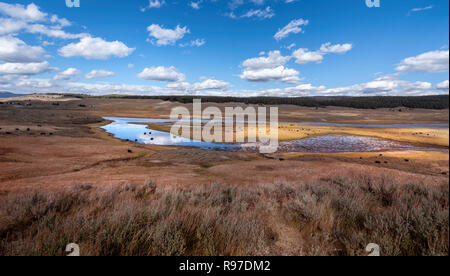 Le Bison sur la gamme, Hayden Valley, le Parc National de Yellowstone, Wyoming, USA Banque D'Images