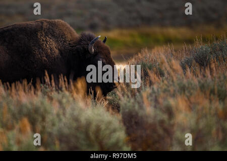 Le Bison sur la gamme, Hayden Valley, le Parc National de Yellowstone, Wyoming, USA Banque D'Images