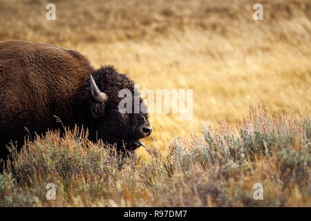 Le Bison sur la gamme, Hayden Valley, le Parc National de Yellowstone, Wyoming, USA Banque D'Images