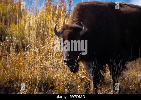 Le Bison sur la gamme, Hayden Valley, le Parc National de Yellowstone, Wyoming, USA Banque D'Images