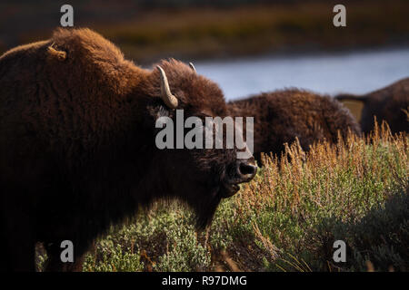 Le Bison sur la gamme, Hayden Valley, le Parc National de Yellowstone, Wyoming, USA Banque D'Images