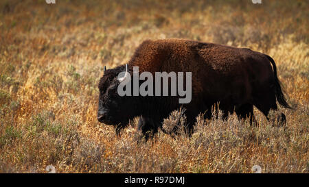 Le Bison sur la gamme, Hayden Valley, le Parc National de Yellowstone, Wyoming, USA Banque D'Images