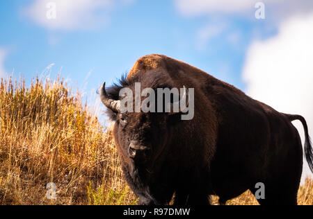 Le Bison sur la gamme, Hayden Valley, le Parc National de Yellowstone, Wyoming, USA Banque D'Images