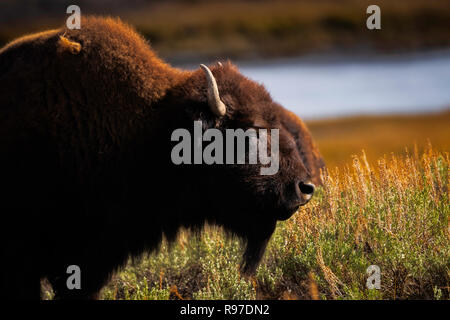 Le Bison sur la gamme, Hayden Valley, le Parc National de Yellowstone, Wyoming, USA Banque D'Images