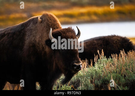 Le Bison sur la gamme, Hayden Valley, le Parc National de Yellowstone, Wyoming, USA Banque D'Images