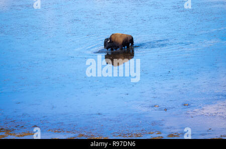 Le Bison sur la gamme, Hayden Valley, le Parc National de Yellowstone, Wyoming, USA Banque D'Images