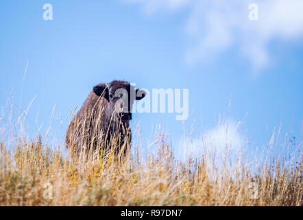 Le Bison sur la gamme, Hayden Valley, le Parc National de Yellowstone, Wyoming, USA Banque D'Images