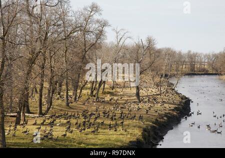 Ralliement des oies sur les bords de la rivière Banque D'Images