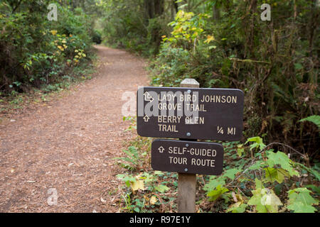 Lady Bird Johnson Trail dans le Parc National de Redwoods Californie dans le coin nord-ouest de l'état. Banque D'Images