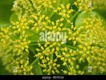 Fleur gros plan Banque D'Images