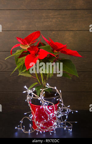 L'étoile de Noël poinsettia fleur dans le pot rouge avec guirlande sur fond de bois avec copie espace, vertical shot Banque D'Images