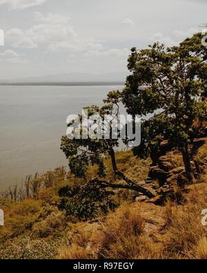 Forêt le long des rives du lac Nakuru, Kenya Banque D'Images