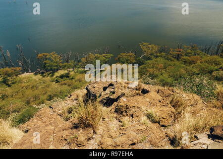 Forêt le long des rives du lac Nakuru, Kenya Banque D'Images