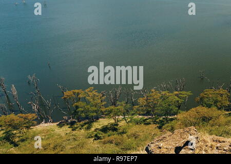 Forêt le long des rives du lac Nakuru, Kenya Banque D'Images