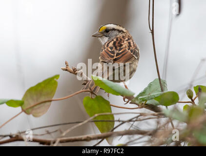 Un bruant à gorge blanche, Zonotrichia albicollis, dans la Red River National Wildlife Refuge, dans le nord-ouest de la Louisiane. Banque D'Images