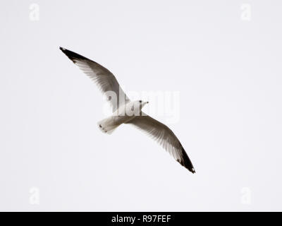 Un ring-billed Gull (Larus delawarensis, monte au-dessus du lac de Caroline, dans le nord-ouest de la Louisiane, isolé contre un ciel blanc.. Banque D'Images