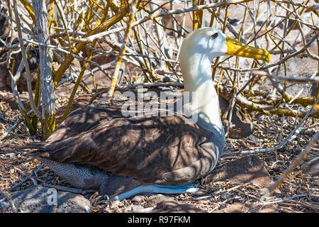 Un albatros des Galapagos ou ondulés (Phoebastria irrorata) pendant la saison de nidification sur l'île d'Espanola, Gapapagos Islands National Park, de l'Équateur. Banque D'Images