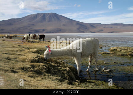 Beaux paysages de Salar de Uyuni de pâturage avec alpaga Banque D'Images