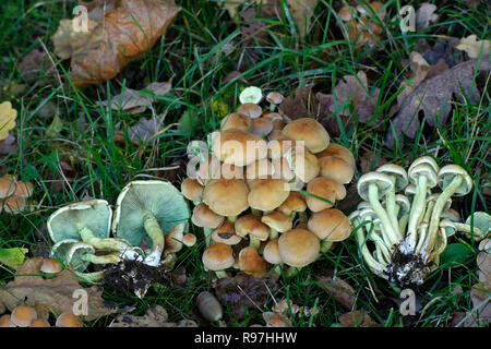 Hypholoma fasciculare, communément connue sous le nom de touffe de soufre, le soufre tuft ou woodlover en cluster Banque D'Images