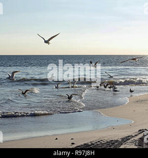 Essaim de goélands à la plage de la mer du Nord Banque D'Images