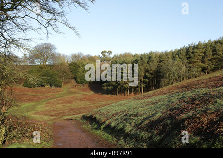 Sur les chemins publics Clent Hills, Worcestershire, Angleterre, Royaume-Uni. Banque D'Images