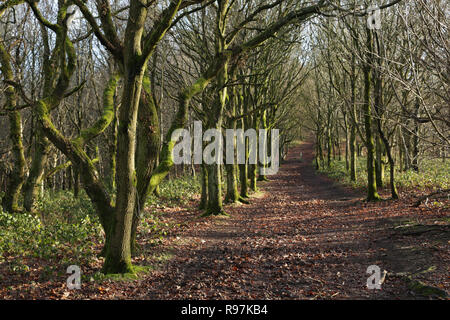 Sur les chemins publics Clent Hills, Worcestershire, Angleterre, Royaume-Uni. Banque D'Images