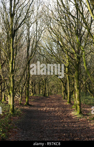 Sur les chemins publics Clent Hills, Worcestershire, Angleterre, Royaume-Uni. Banque D'Images