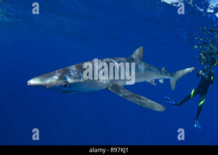 Plongeur et requin bleu (Prionace glauca) dans l'eau bleue, Faial, Açores, Portugal Banque D'Images