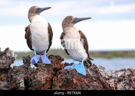 Blue-footed Boobies, Isabela Est., Galapagos Banque D'Images