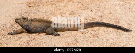 Iguane marin (Amblyrhynchus cristatus) sur la plage de Santa Cruz, Galapagos Islands Banque D'Images
