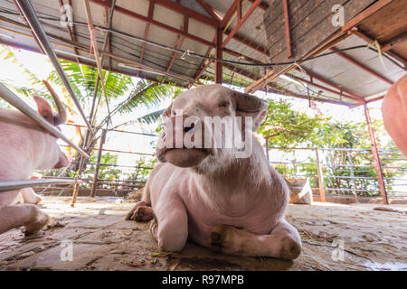 Cute white buffalo accroupi sur un sol en béton, funny face looking at camera Banque D'Images