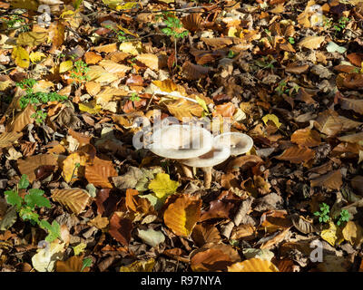 Un groupe de trois champignons qui poussent à travers l'entonnoir commun feuilles mortes Banque D'Images